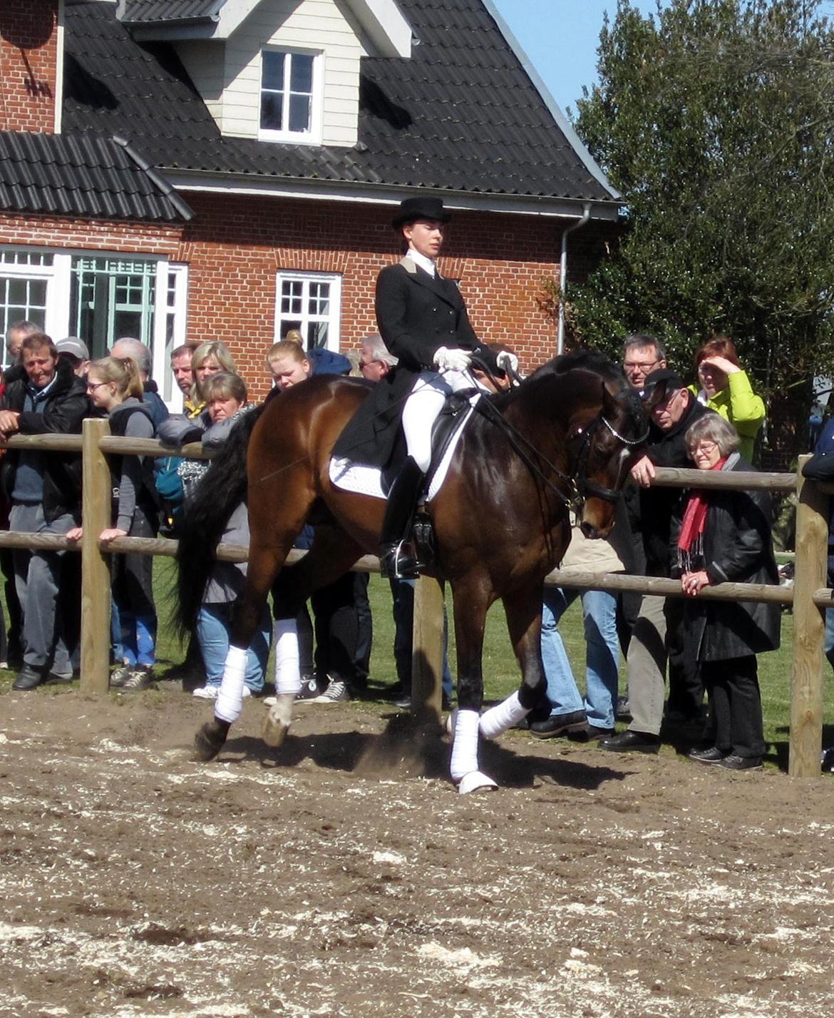 Bøgegårdens Laurino DVH 888 billede 87