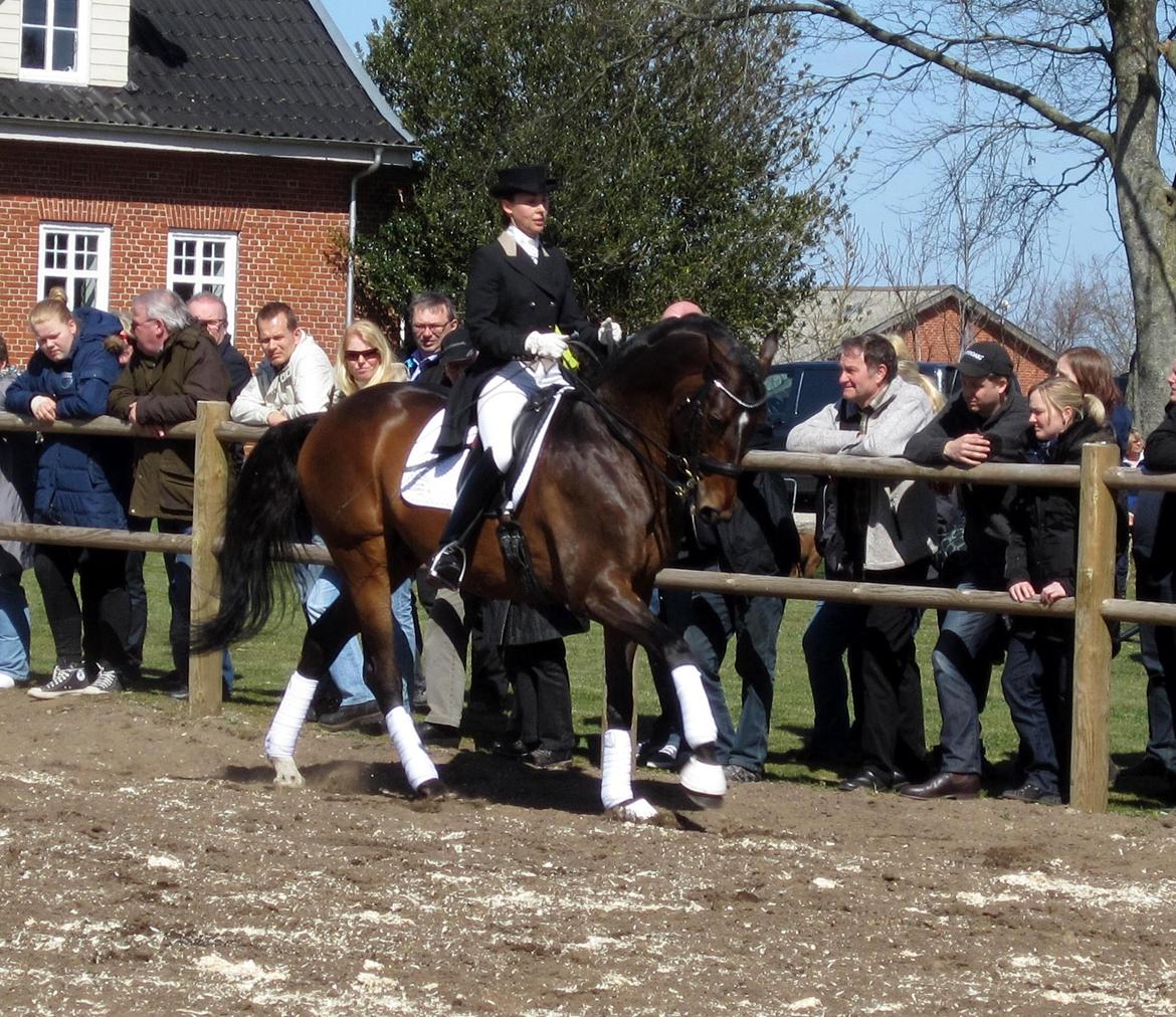 Bøgegårdens Laurino DVH 888 billede 88