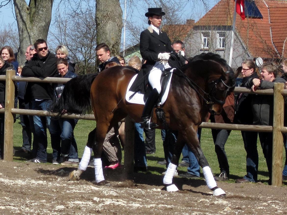 Bøgegårdens Laurino DVH 888 billede 89