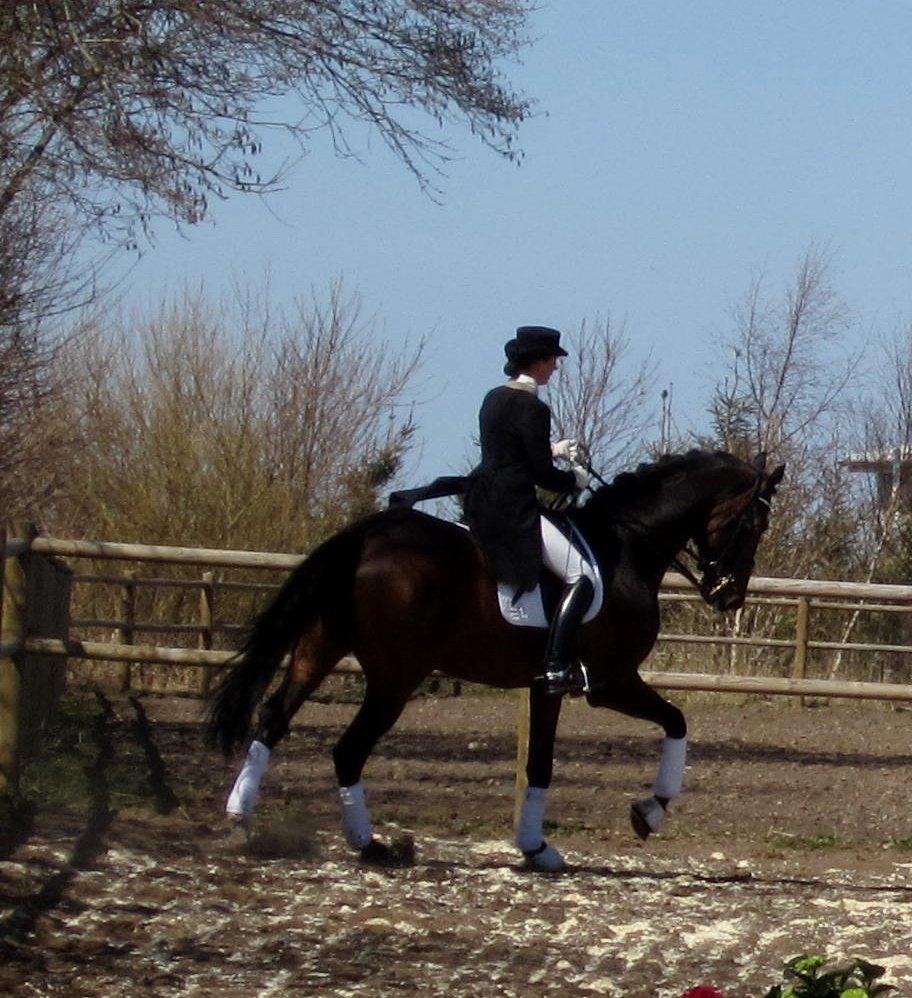 Bøgegårdens Laurino DVH 888 billede 90