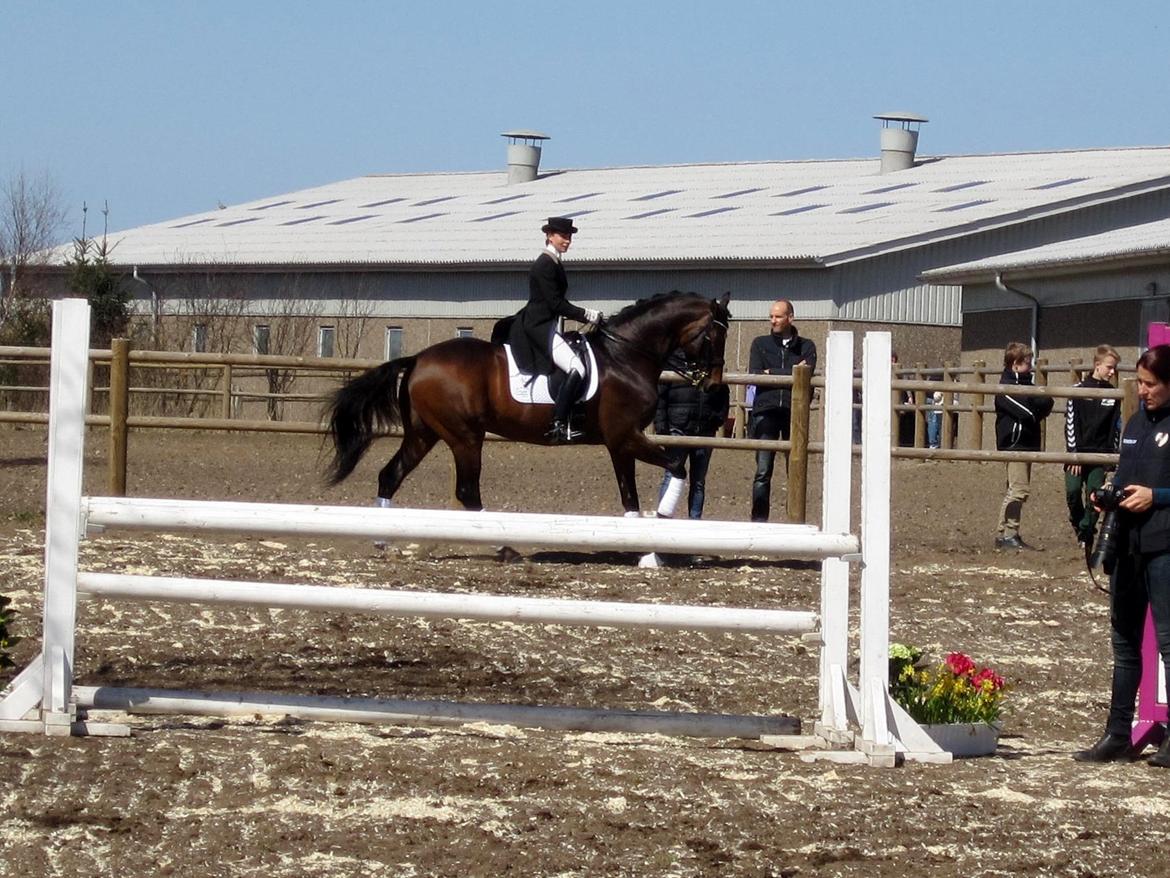 Bøgegårdens Laurino DVH 888 billede 91