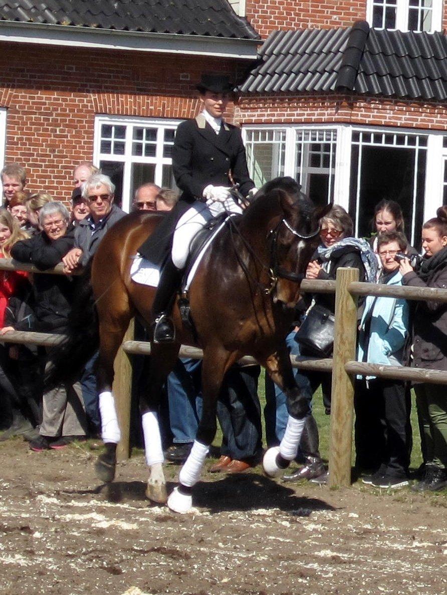 Bøgegårdens Laurino DVH 888 billede 92