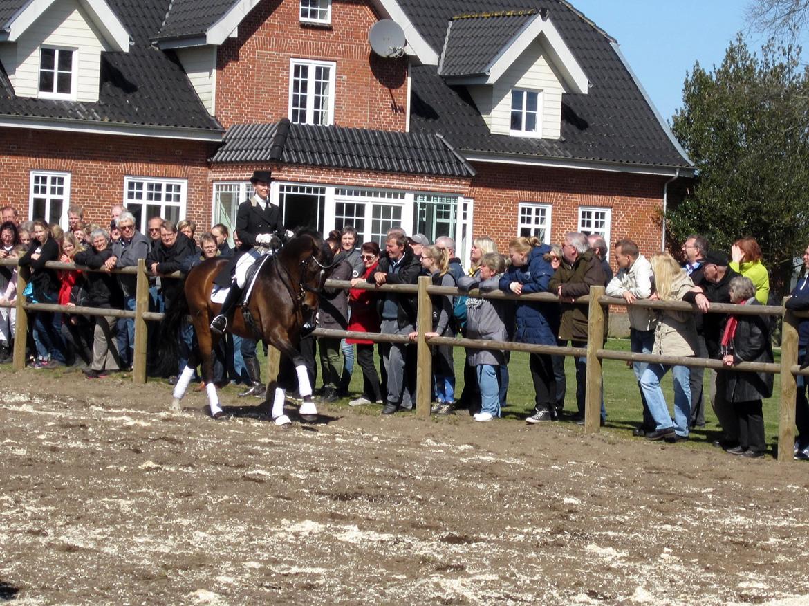 Bøgegårdens Laurino DVH 888 billede 93