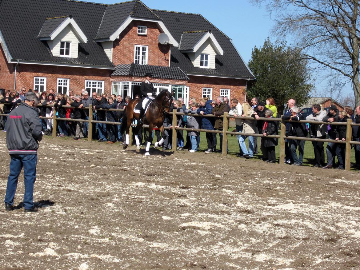 Bøgegårdens Laurino DVH 888 billede 94