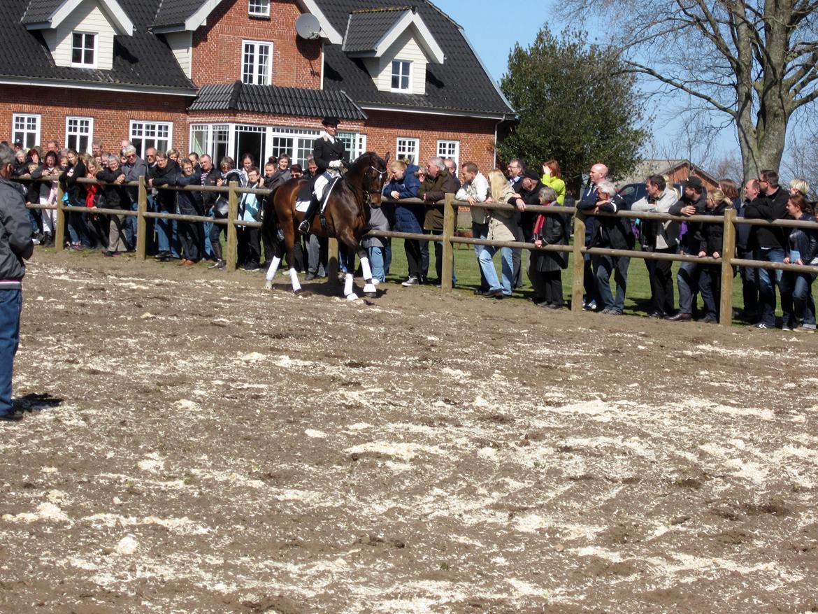 Bøgegårdens Laurino DVH 888 billede 95