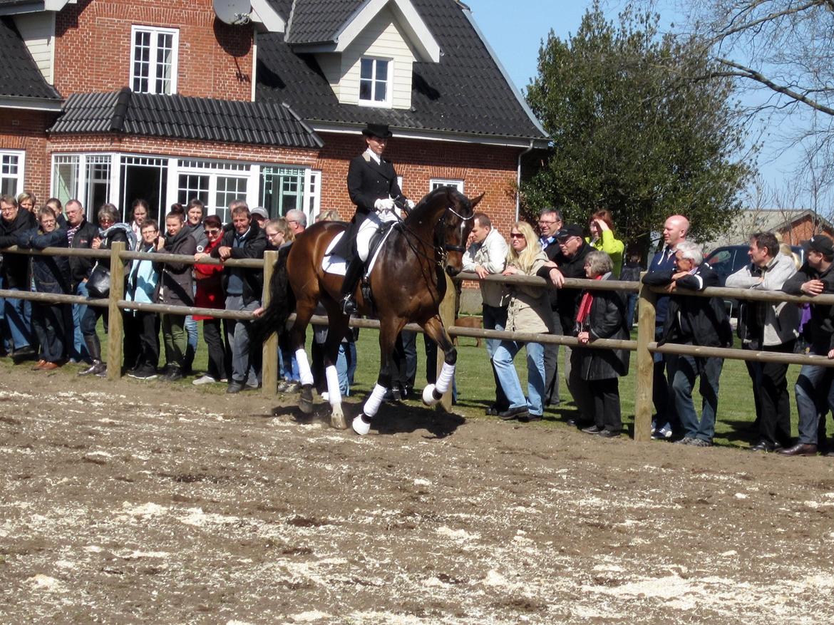 Bøgegårdens Laurino DVH 888 billede 96