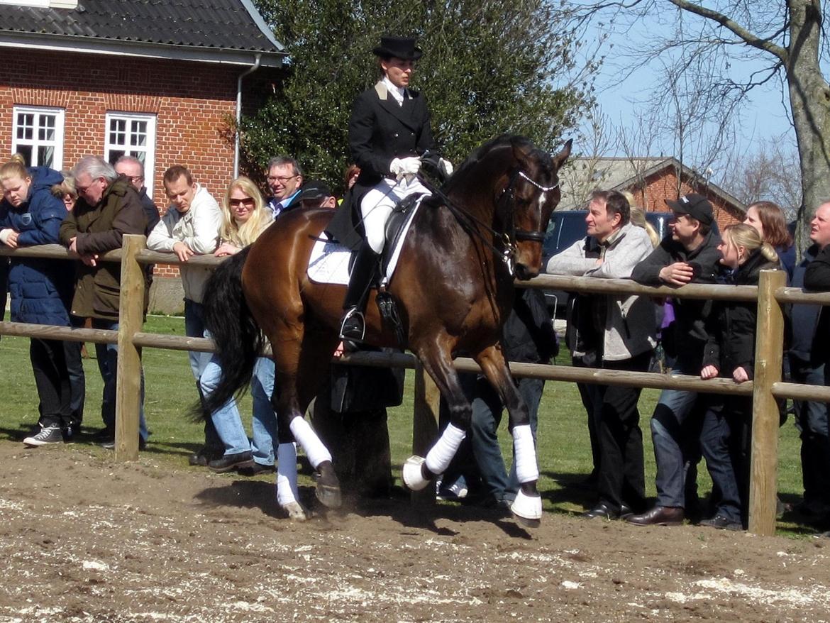 Bøgegårdens Laurino DVH 888 billede 97