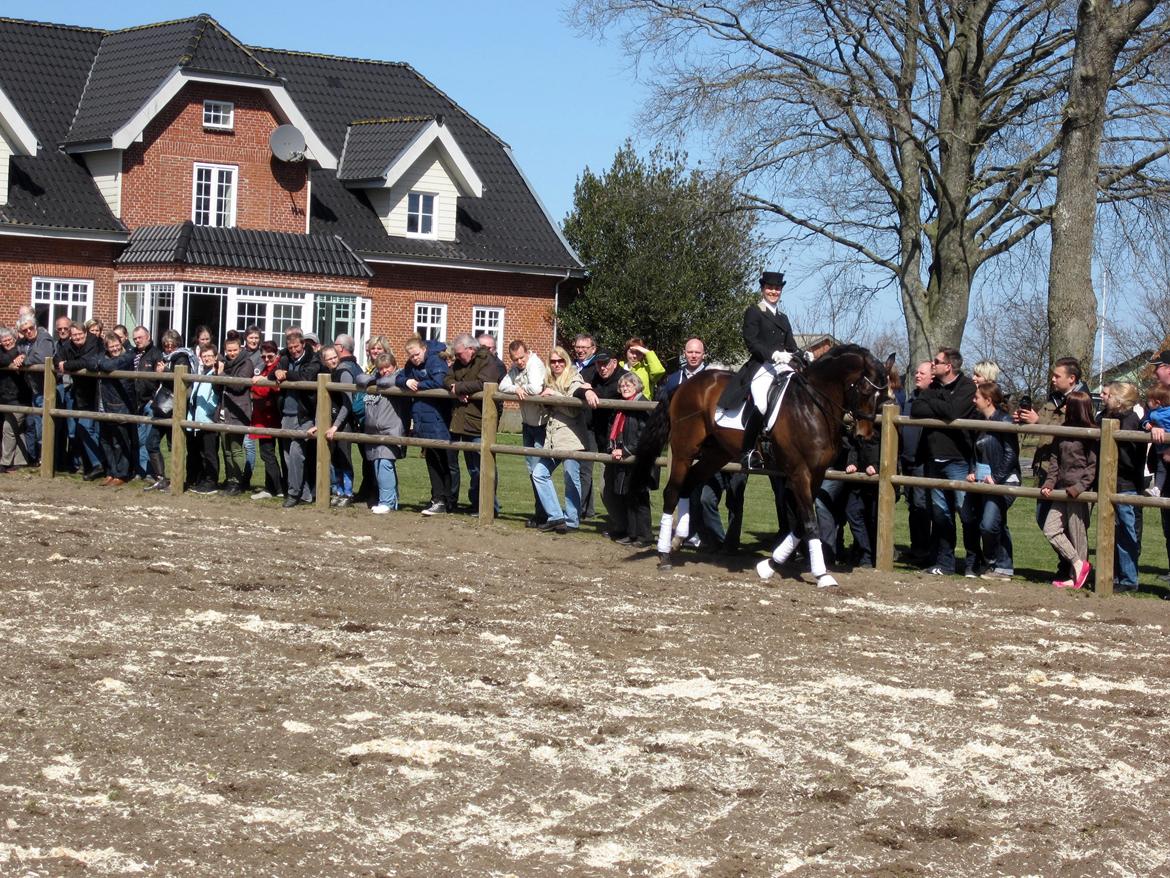 Bøgegårdens Laurino DVH 888 billede 98