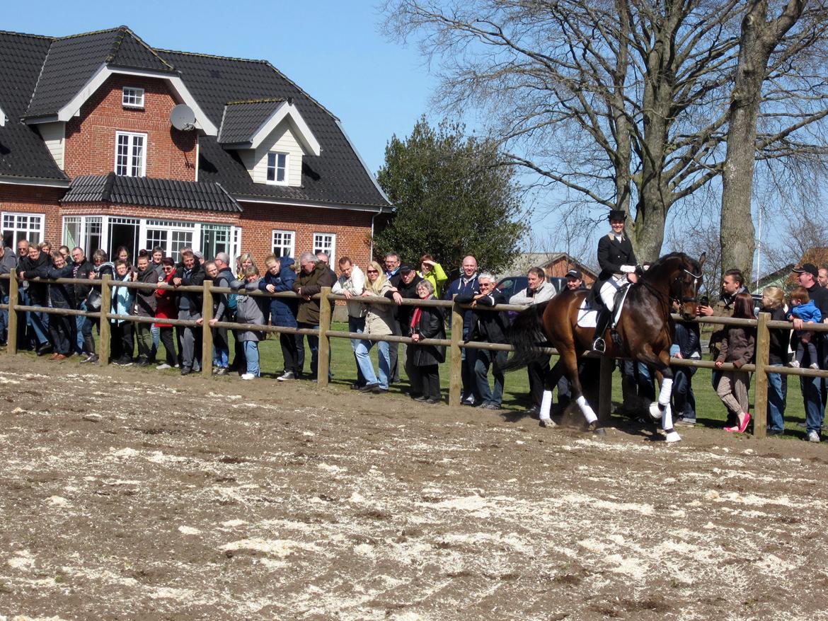 Bøgegårdens Laurino DVH 888 billede 99