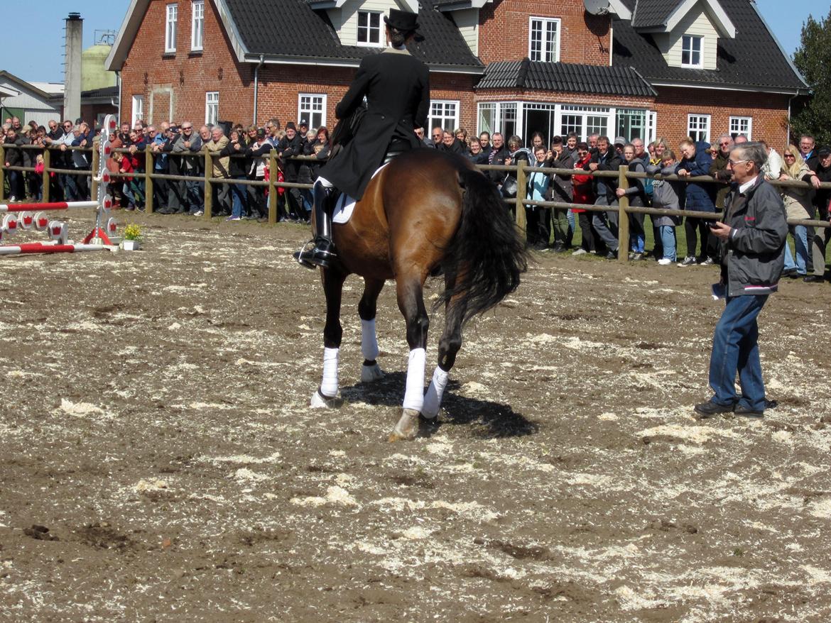 Bøgegårdens Laurino DVH 888 billede 100