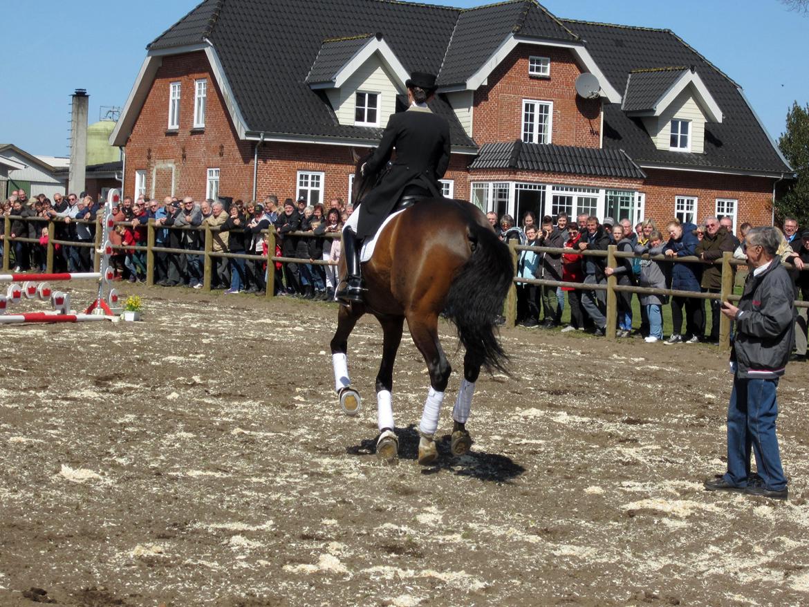 Bøgegårdens Laurino DVH 888 billede 101