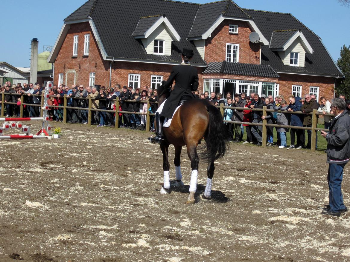 Bøgegårdens Laurino DVH 888 billede 102