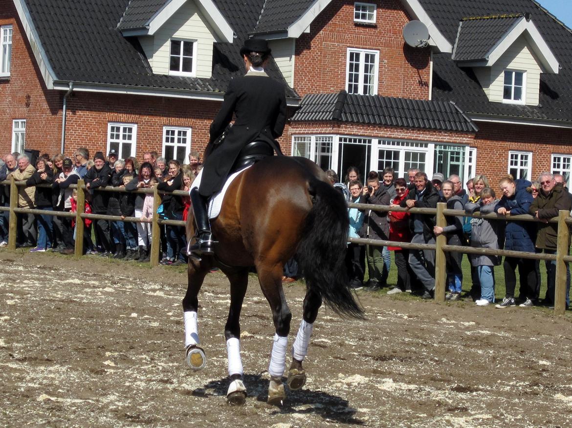 Bøgegårdens Laurino DVH 888 billede 103