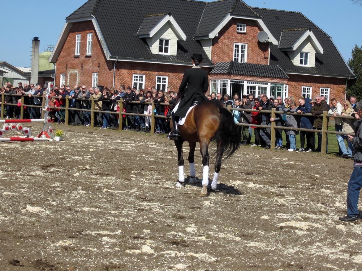 Bøgegårdens Laurino DVH 888 billede 104