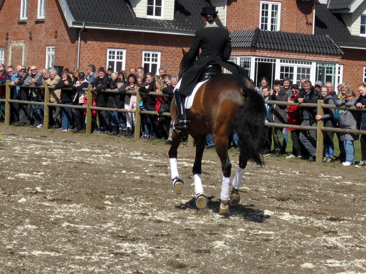 Bøgegårdens Laurino DVH 888 billede 105