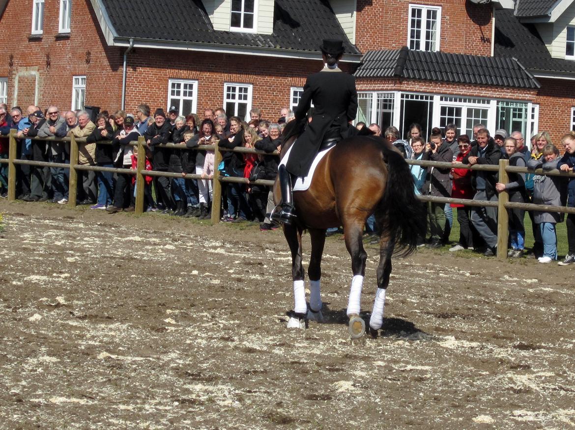 Bøgegårdens Laurino DVH 888 billede 106