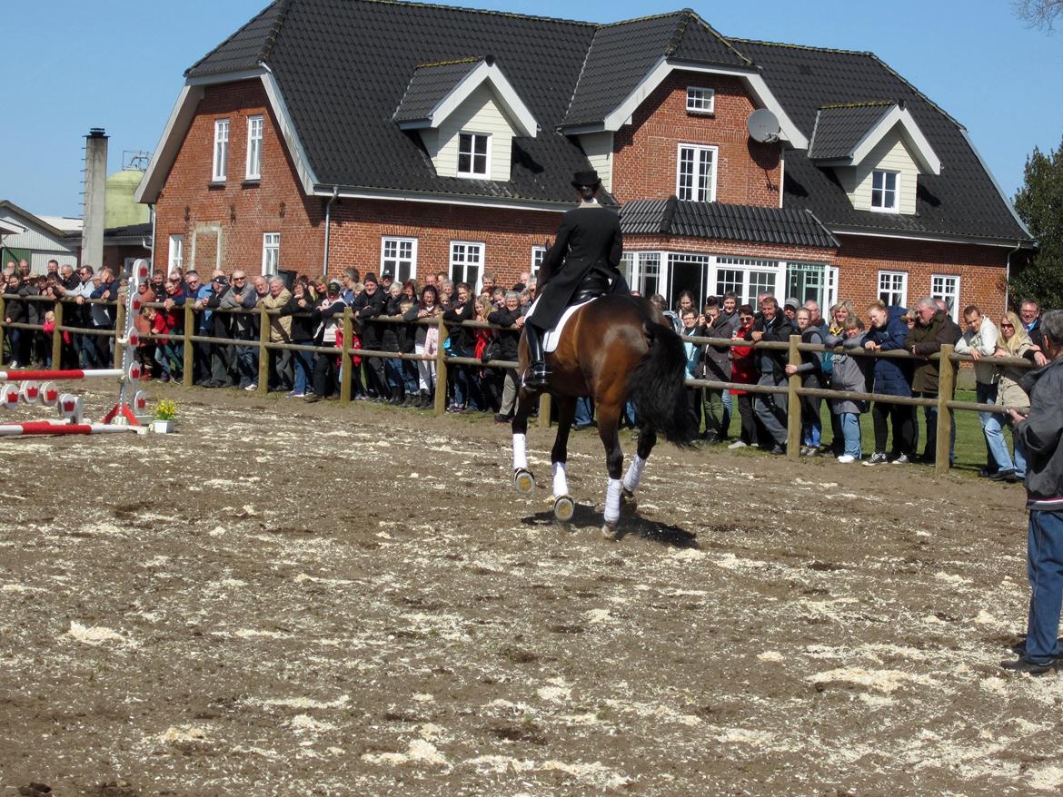 Bøgegårdens Laurino DVH 888 billede 107