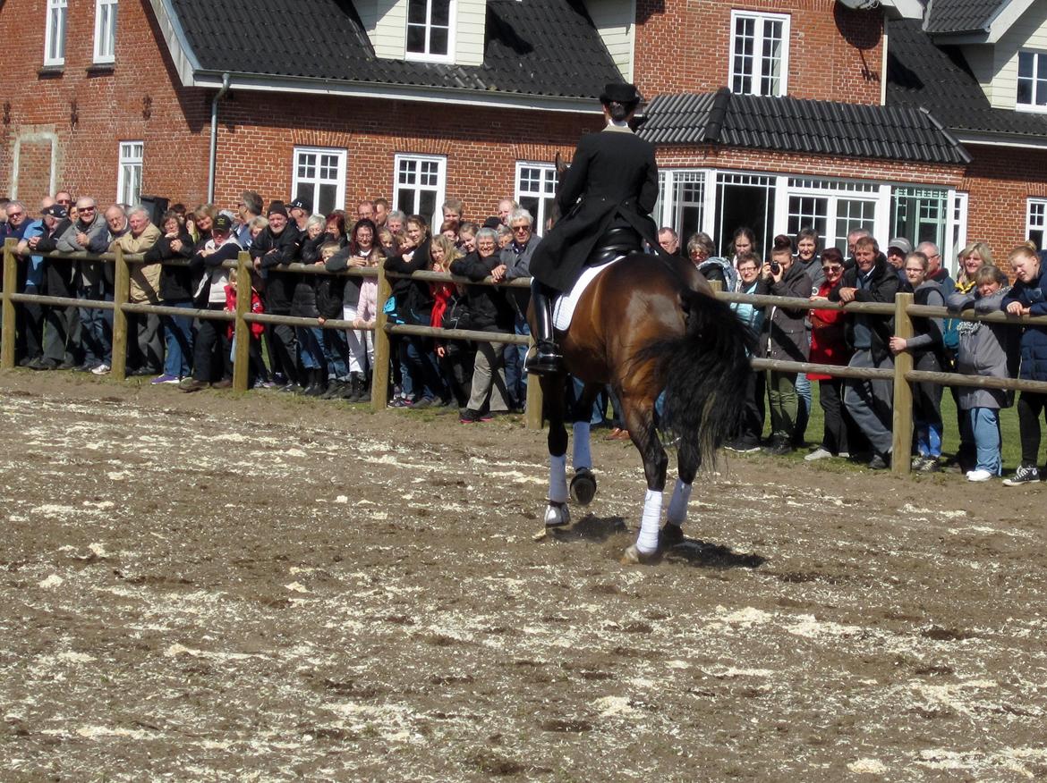Bøgegårdens Laurino DVH 888 billede 108