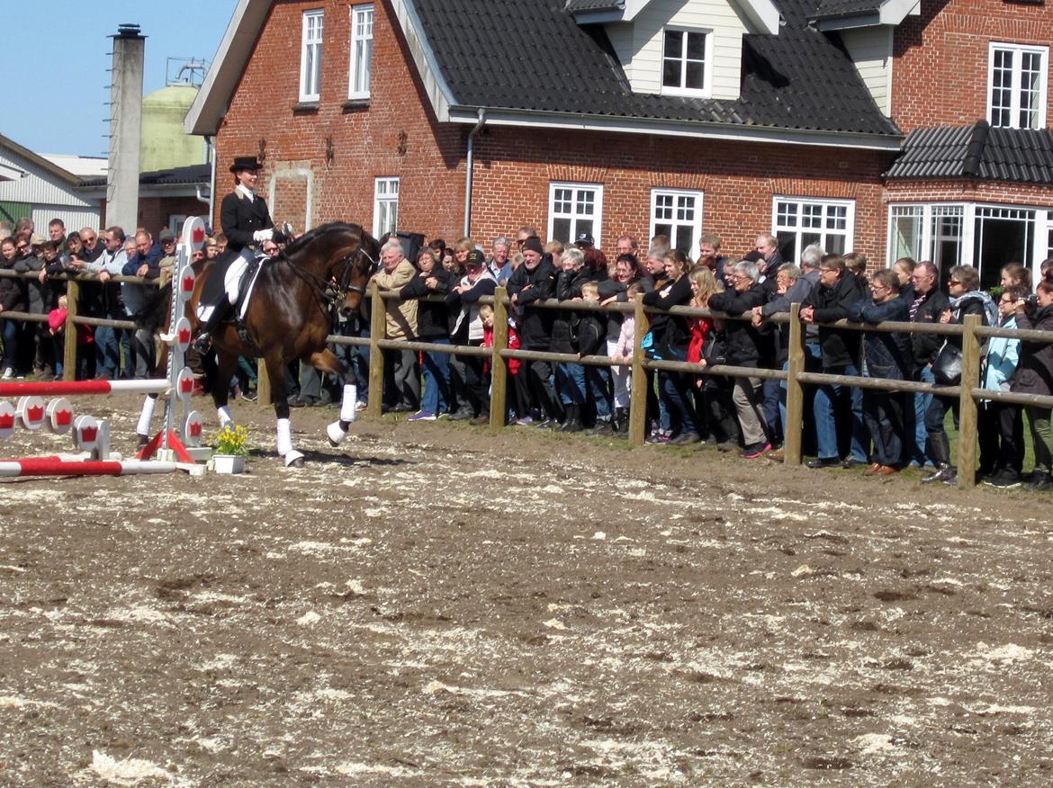 Bøgegårdens Laurino DVH 888 billede 110