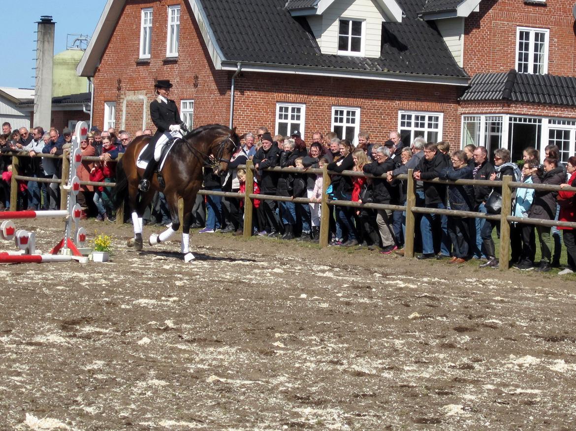 Bøgegårdens Laurino DVH 888 billede 111