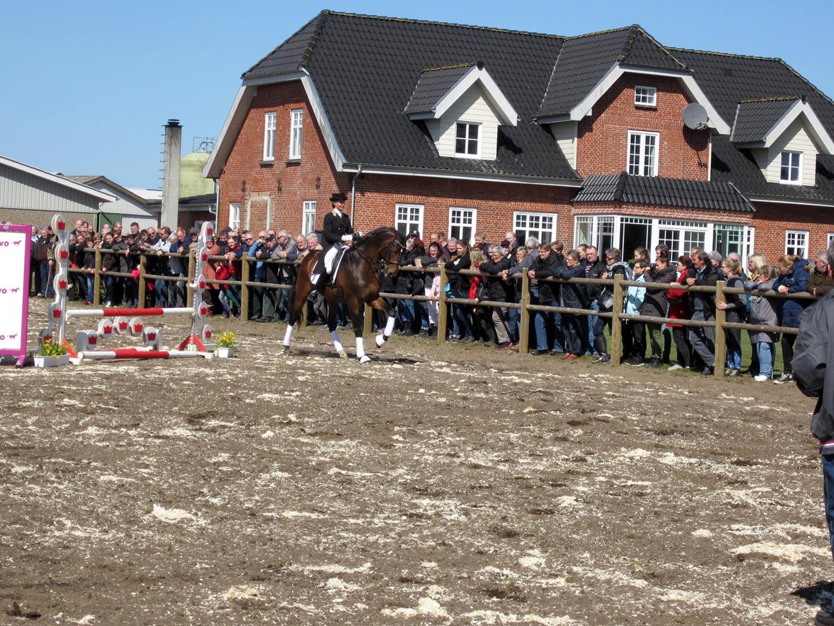 Bøgegårdens Laurino DVH 888 billede 112