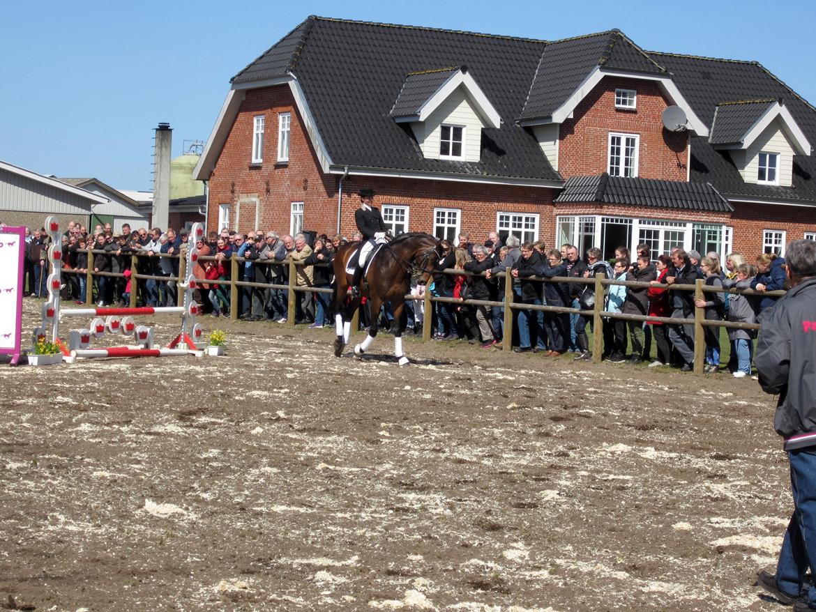 Bøgegårdens Laurino DVH 888 billede 113