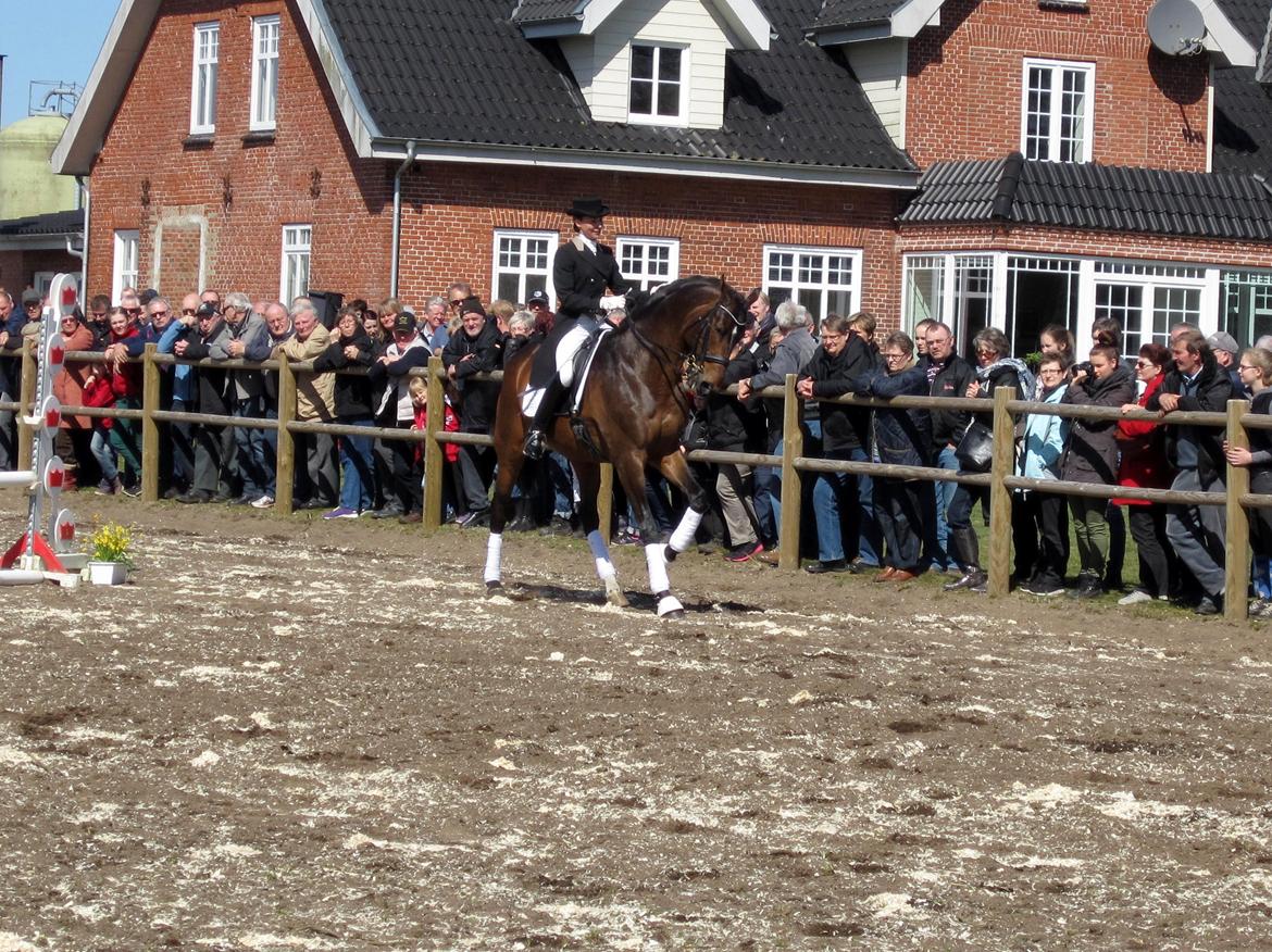 Bøgegårdens Laurino DVH 888 billede 114