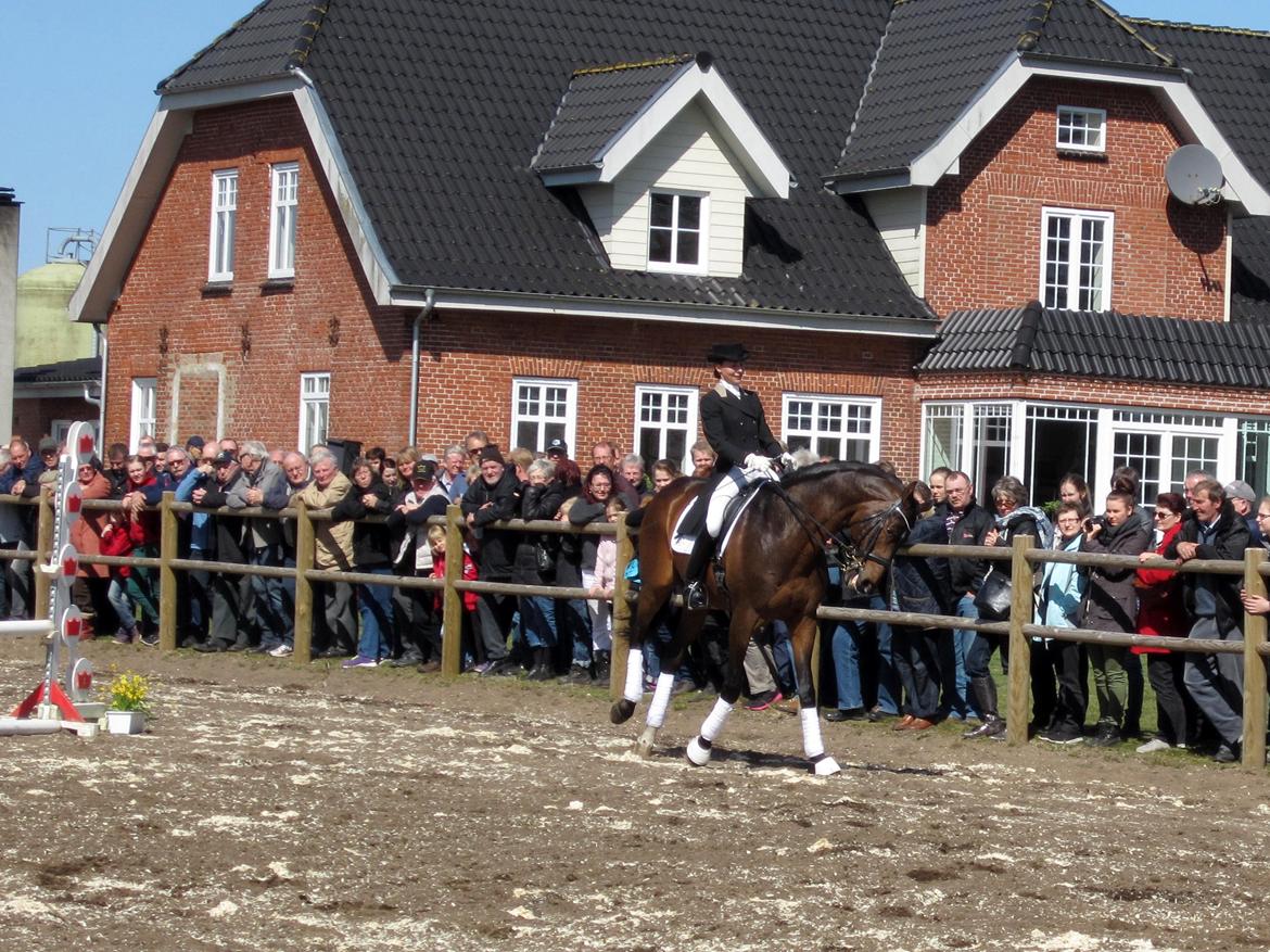 Bøgegårdens Laurino DVH 888 billede 115