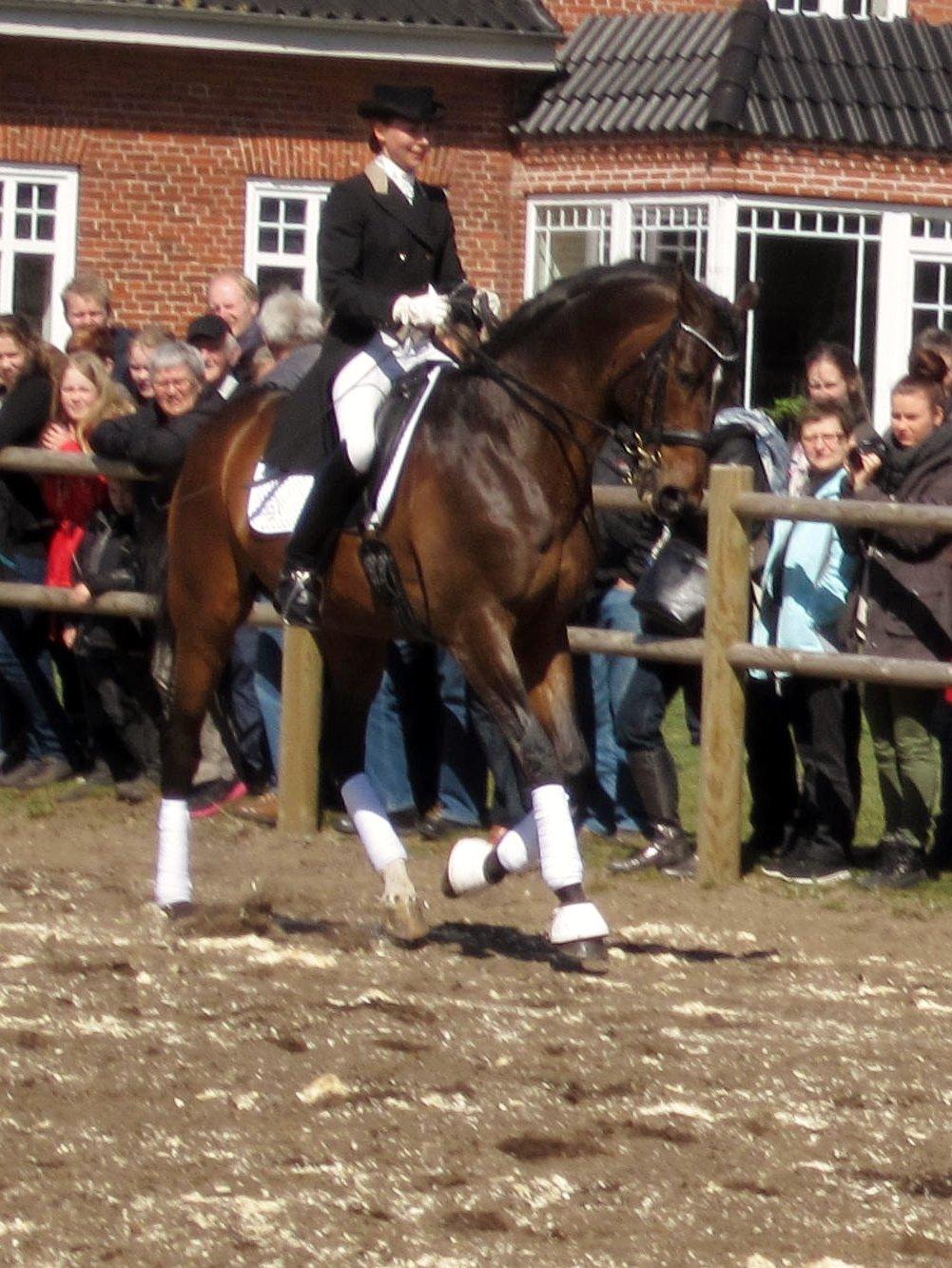 Bøgegårdens Laurino DVH 888 billede 116