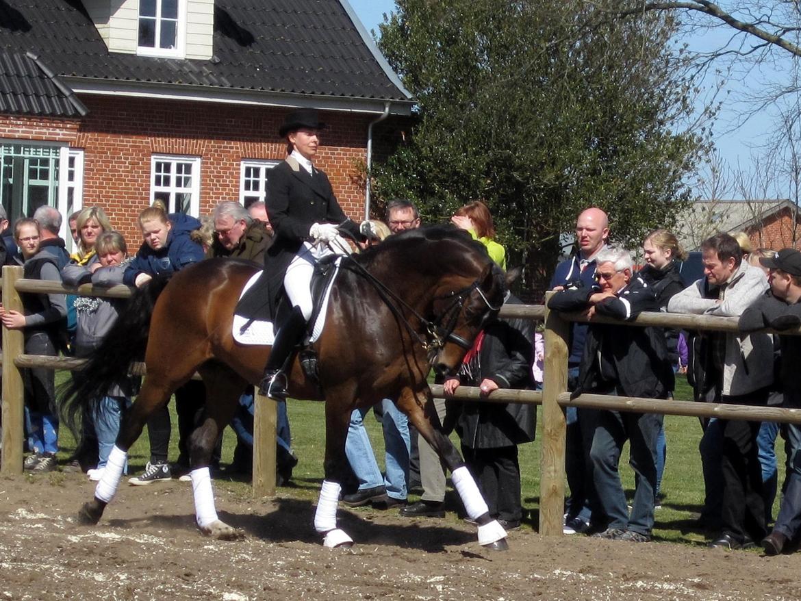 Bøgegårdens Laurino DVH 888 billede 117