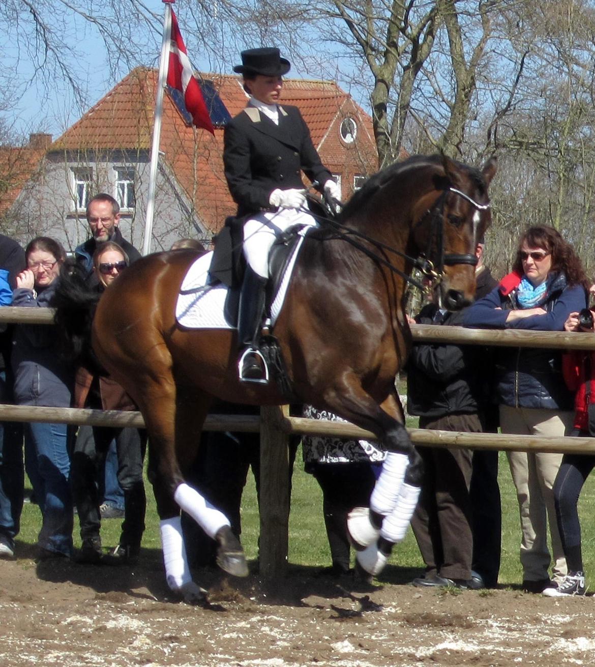 Bøgegårdens Laurino DVH 888 billede 118