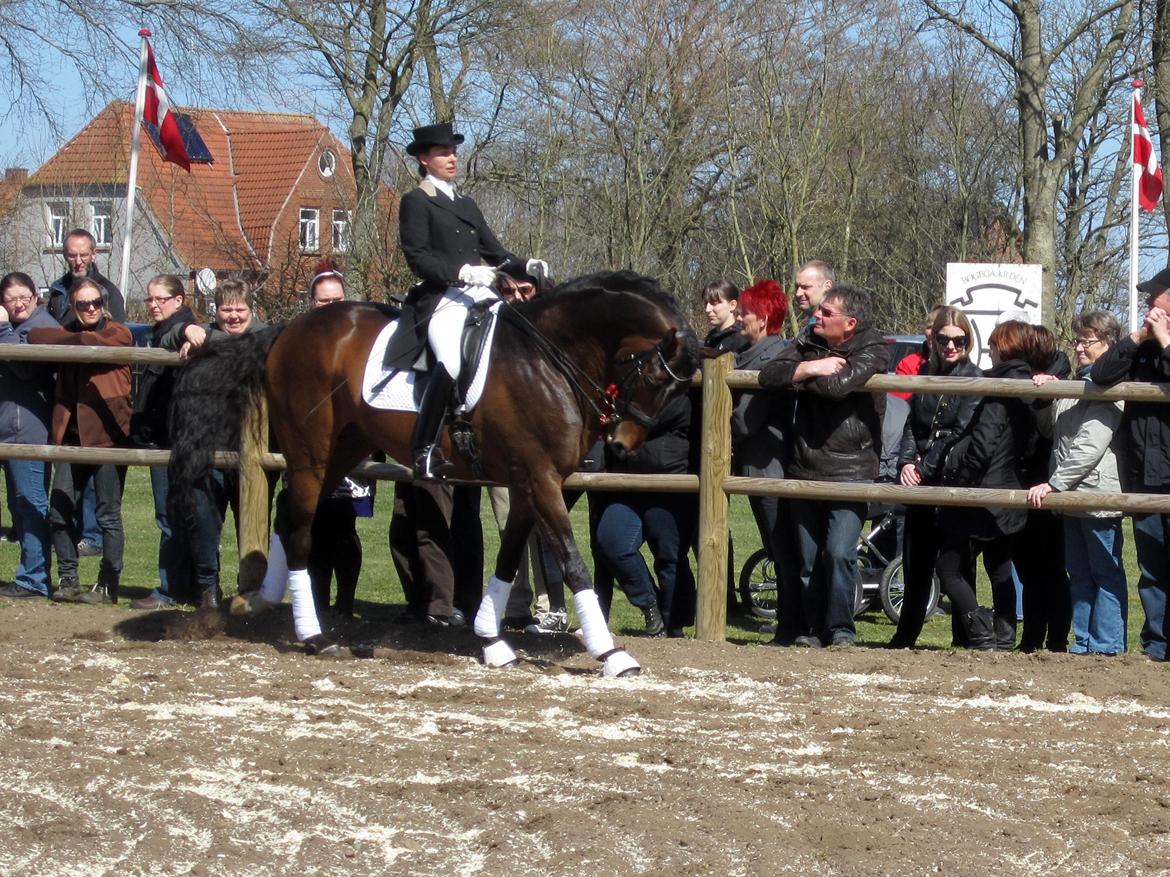Bøgegårdens Laurino DVH 888 billede 119