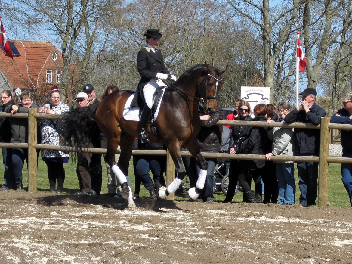 Bøgegårdens Laurino DVH 888 billede 120