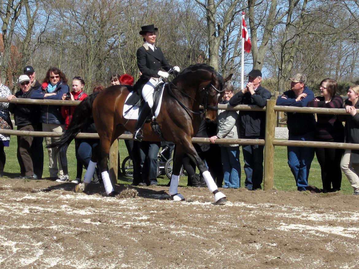 Bøgegårdens Laurino DVH 888 billede 121