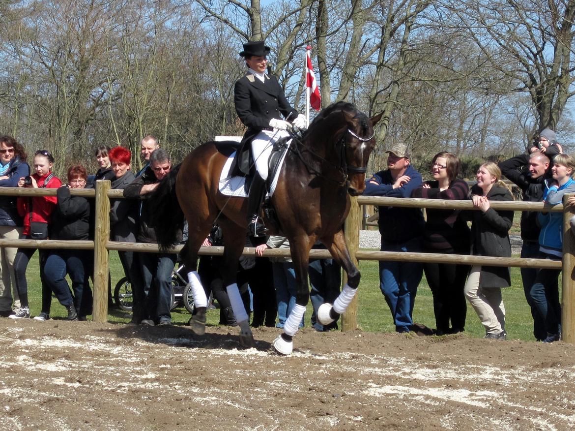 Bøgegårdens Laurino DVH 888 billede 122