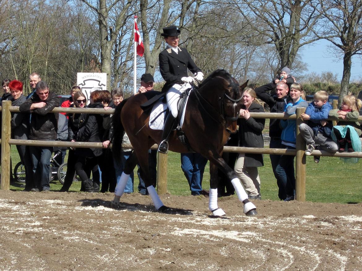 Bøgegårdens Laurino DVH 888 billede 123