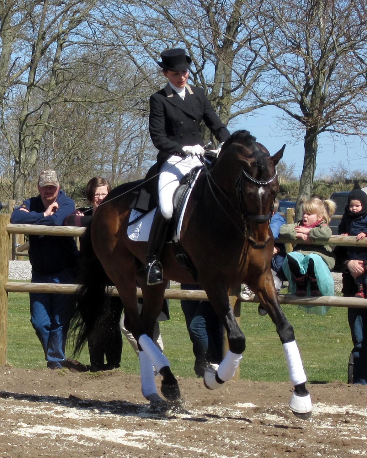 Bøgegårdens Laurino DVH 888 billede 124