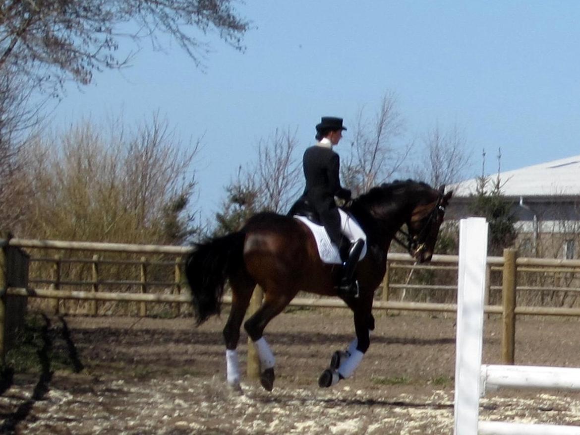 Bøgegårdens Laurino DVH 888 billede 125