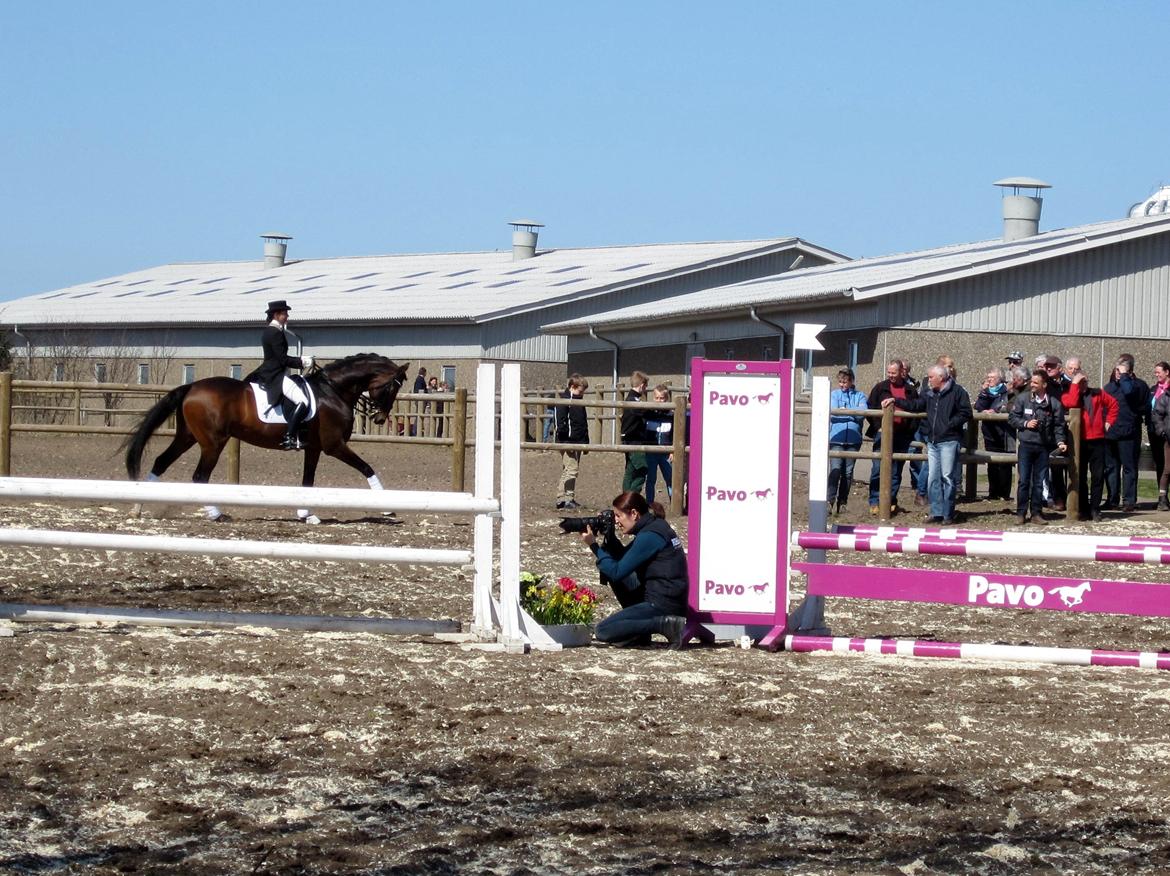 Bøgegårdens Laurino DVH 888 billede 126