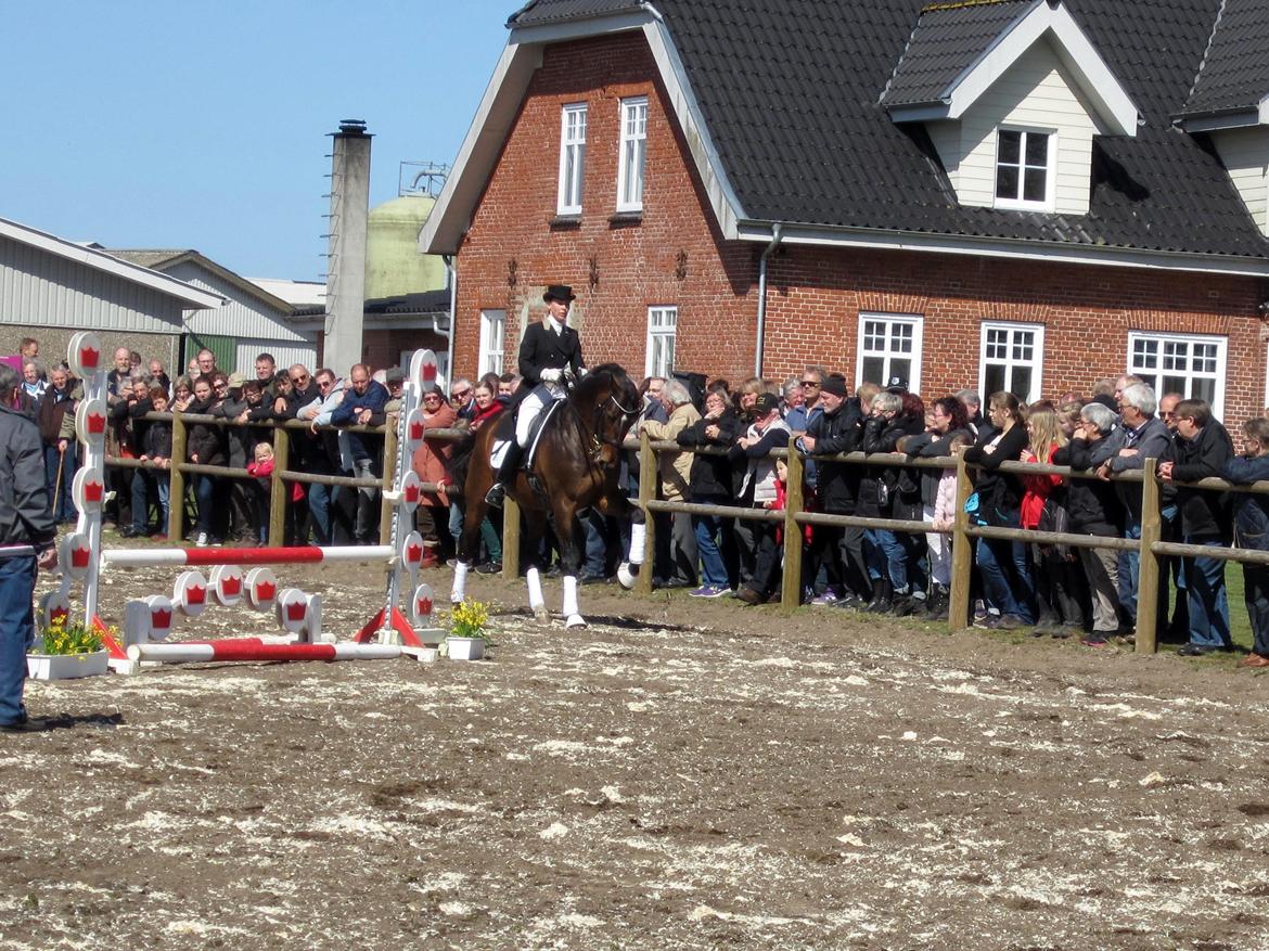 Bøgegårdens Laurino DVH 888 billede 127