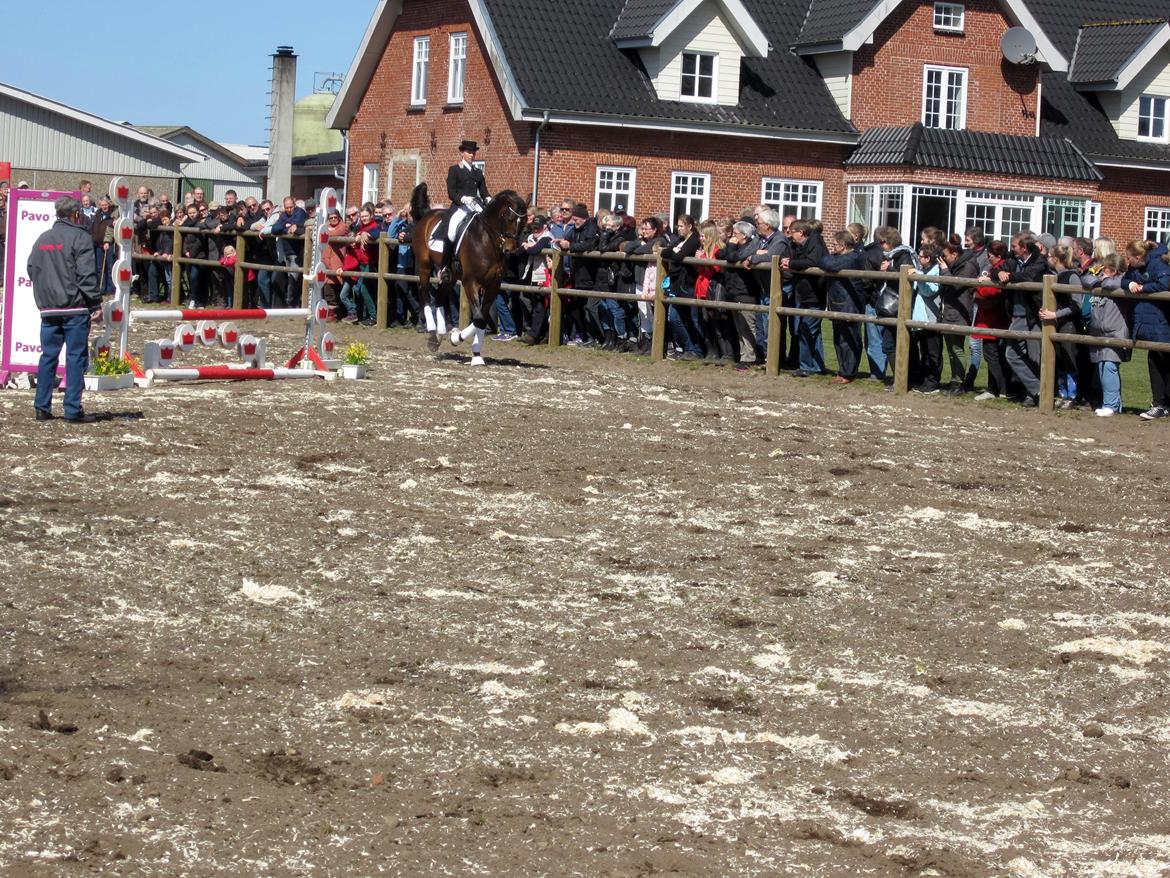 Bøgegårdens Laurino DVH 888 billede 128