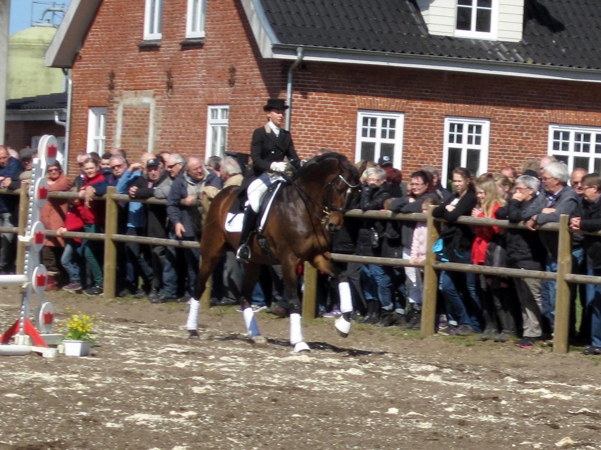 Bøgegårdens Laurino DVH 888 billede 129