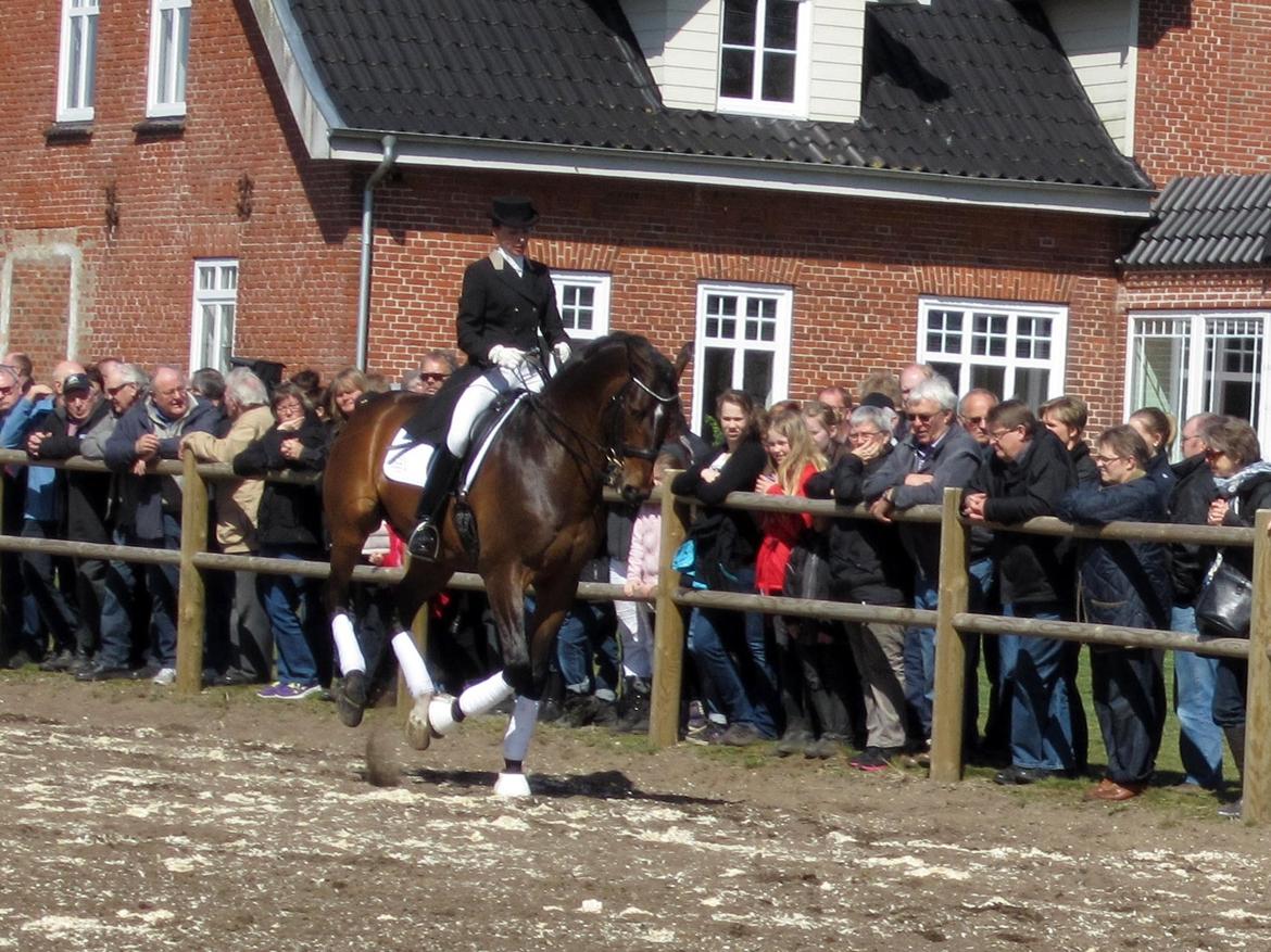 Bøgegårdens Laurino DVH 888 billede 130