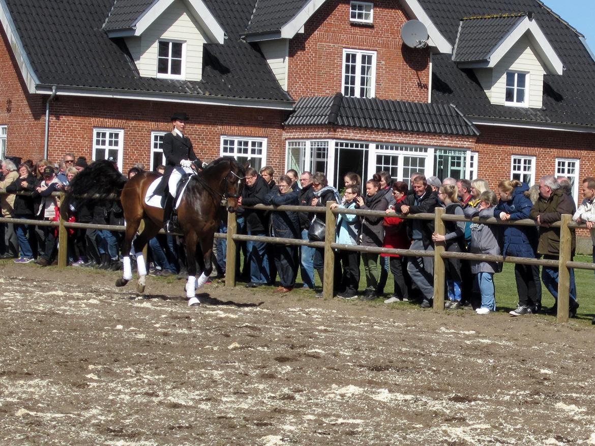 Bøgegårdens Laurino DVH 888 billede 131