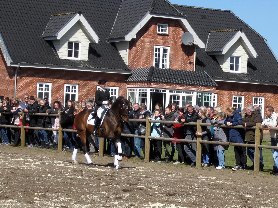Bøgegårdens Laurino DVH 888 billede 132