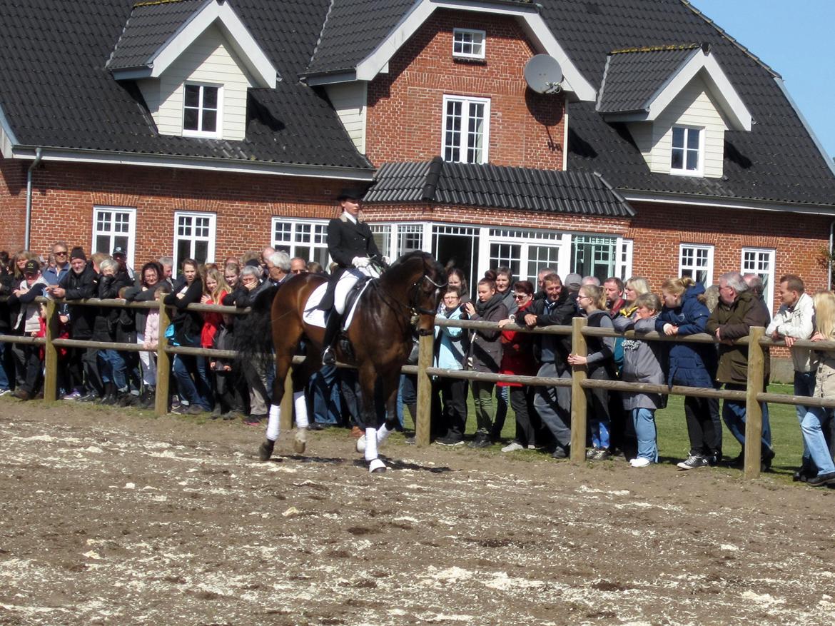 Bøgegårdens Laurino DVH 888 billede 133