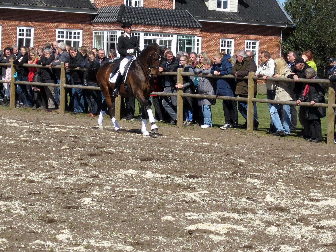 Bøgegårdens Laurino DVH 888 billede 134