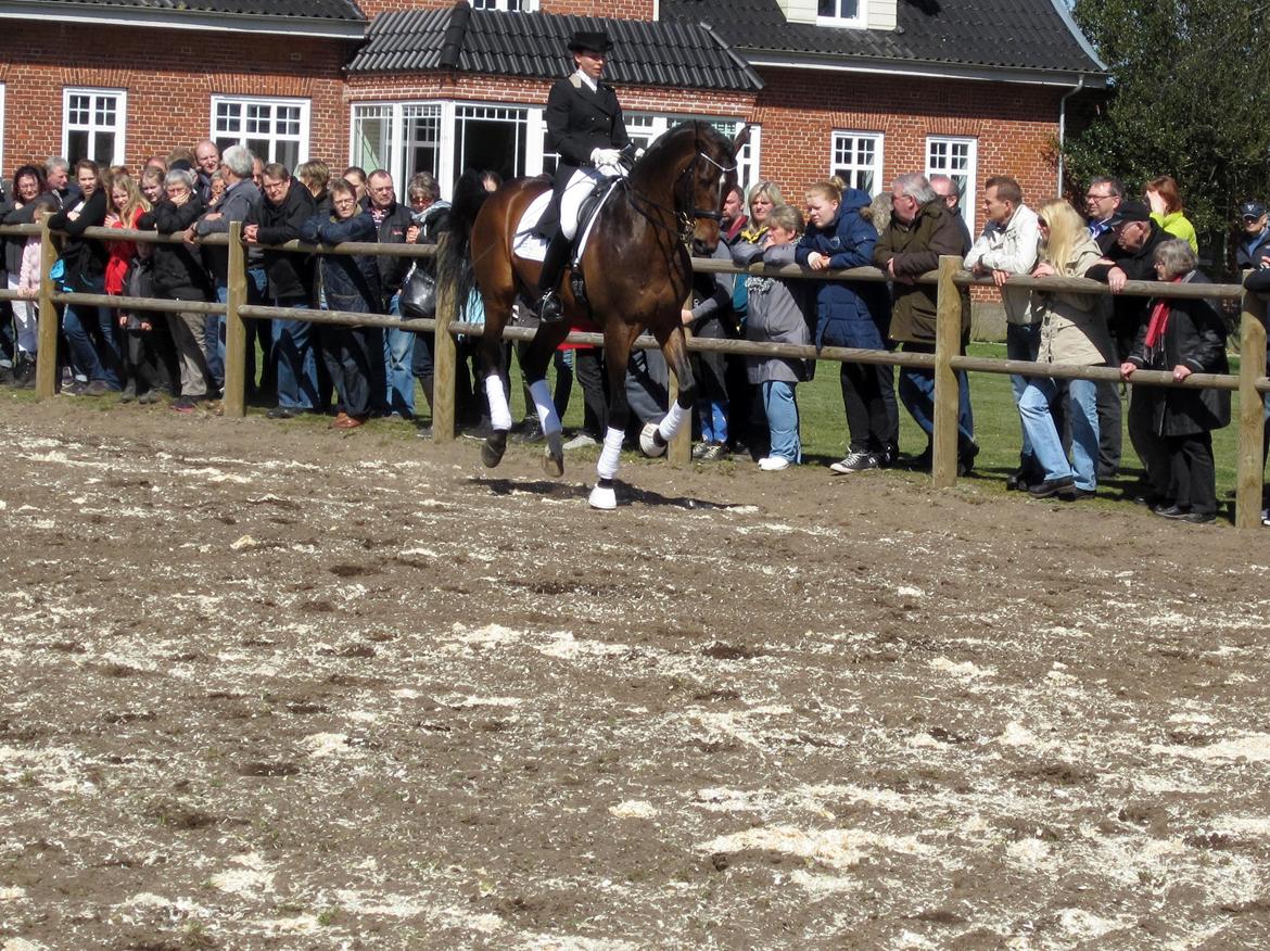 Bøgegårdens Laurino DVH 888 billede 135