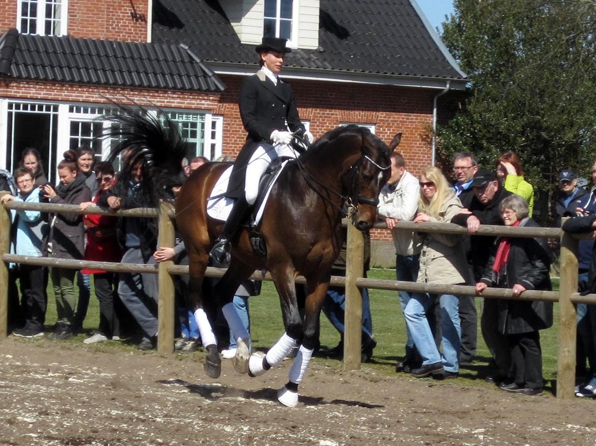 Bøgegårdens Laurino DVH 888 billede 136