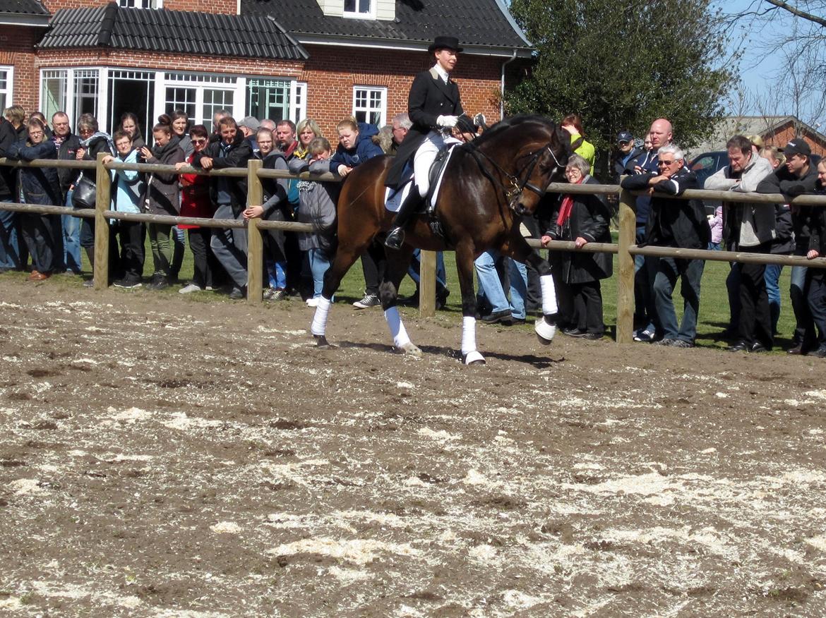 Bøgegårdens Laurino DVH 888 billede 137